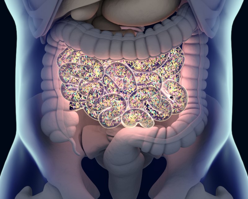 Bacteria Representing a Healthy Gut Microbiome Enhanced by Probiotics in Atlanta, GA